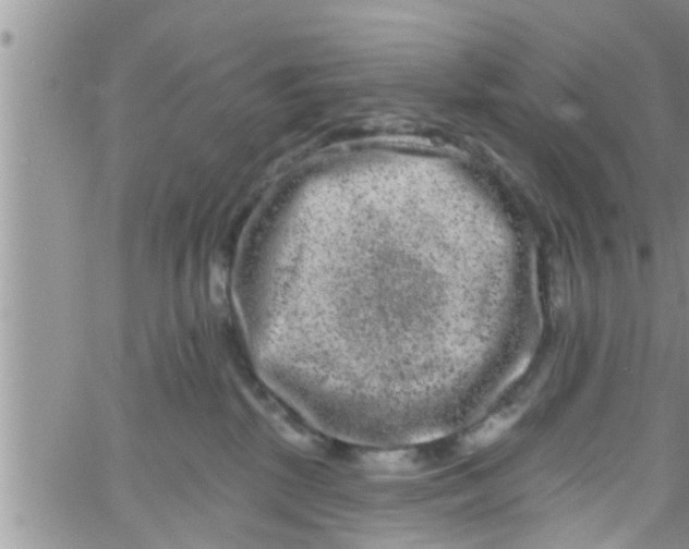 X0000061150281200512092007