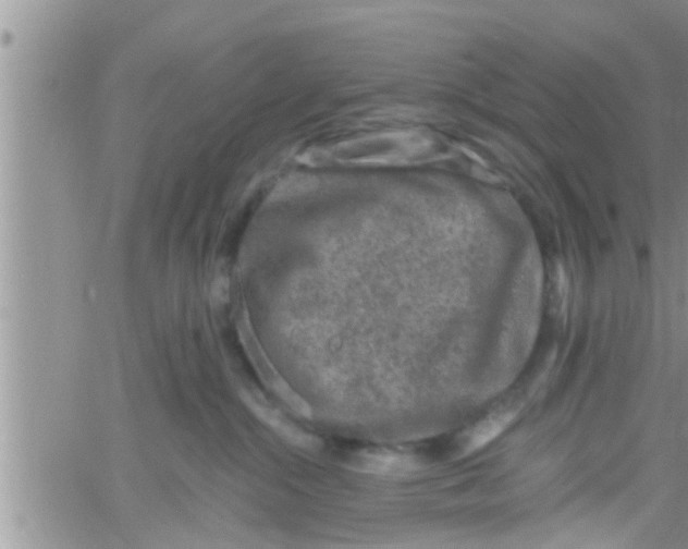 X0000061150284200512092007