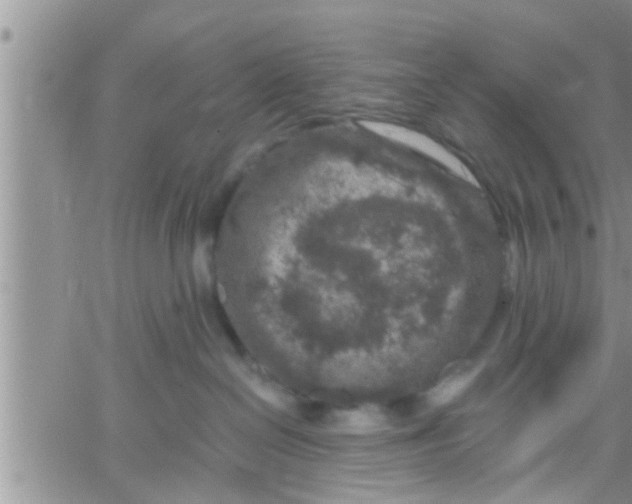 X0000061150286200512092007