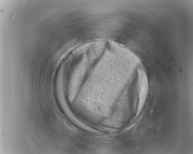 X0000061150290200512092006