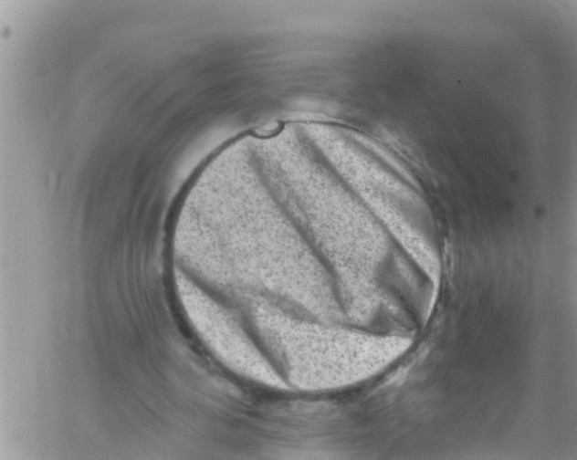 X0000061150292200512092006