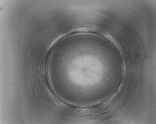 X0000061150297200512092006