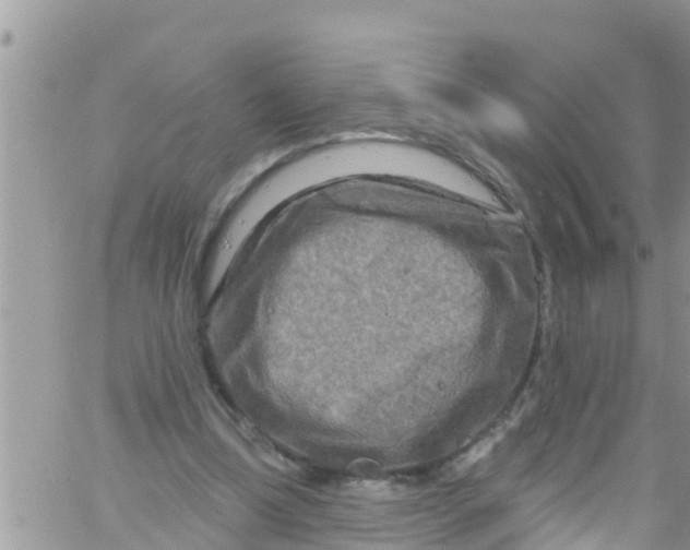 X0000061150298200512092006