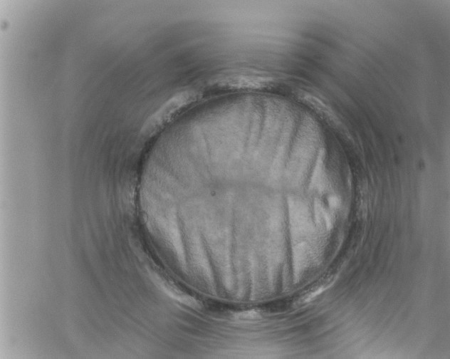 X0000061150309200512092006