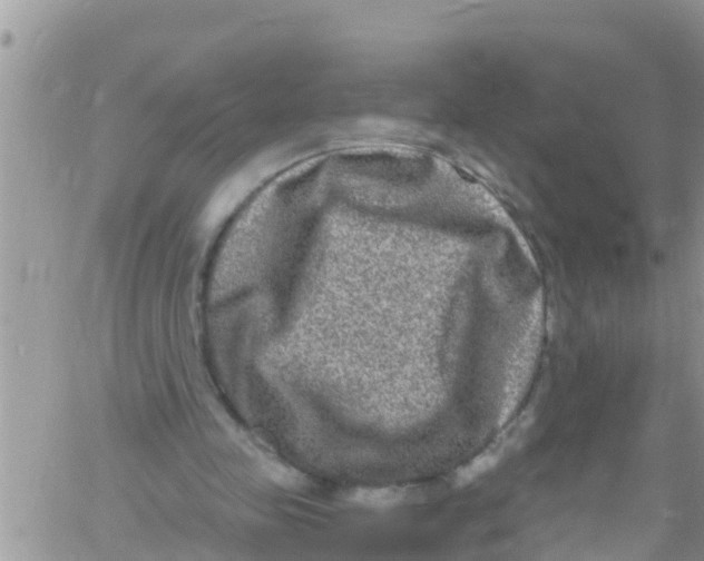 X0000061150341200512092005