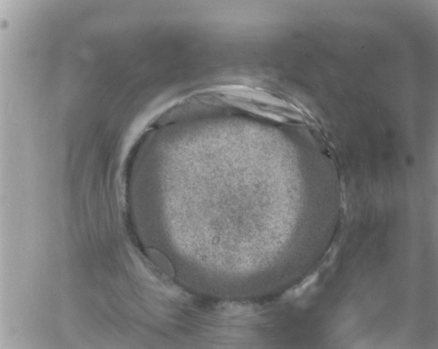 X0000061150343200512092005