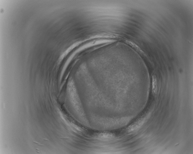 X0000061150348200512092005