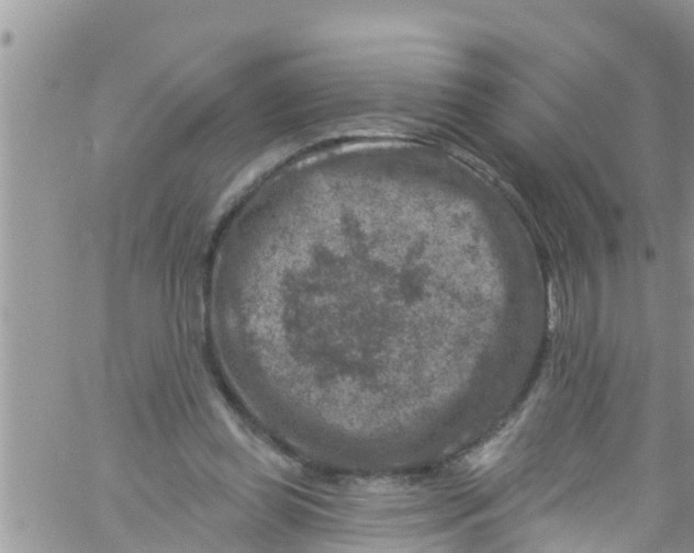 X0000061150349200512092005