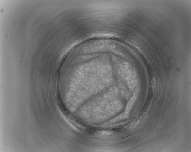 X0000061150352200512092005