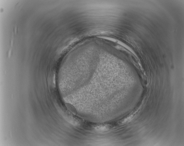 X0000061150358200512092005