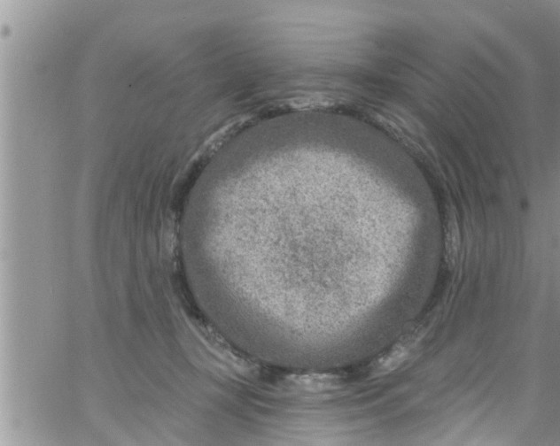 X0000061150367200512092005