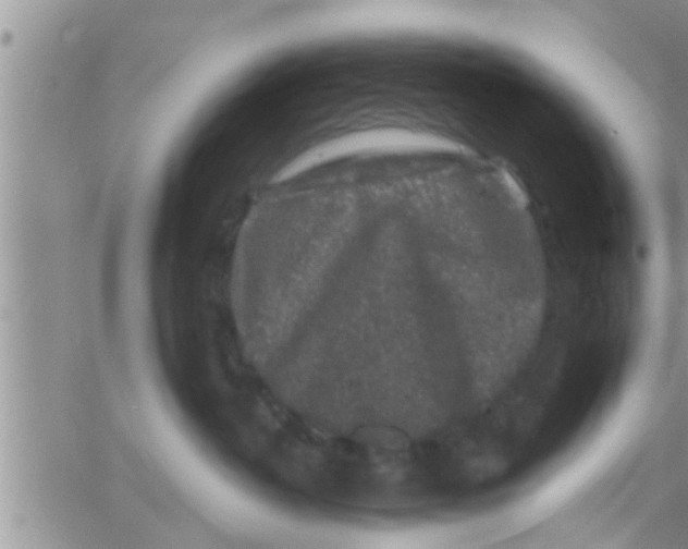 X0000061150382200512092005