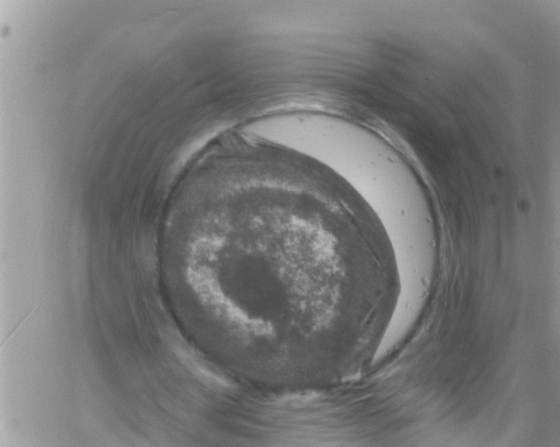 X0000061150386200512092005