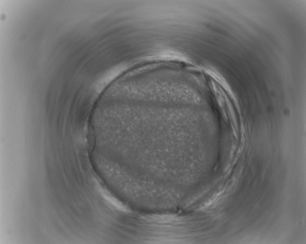 X0000061150389200512092005