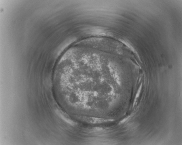 X0000061150390200512092005