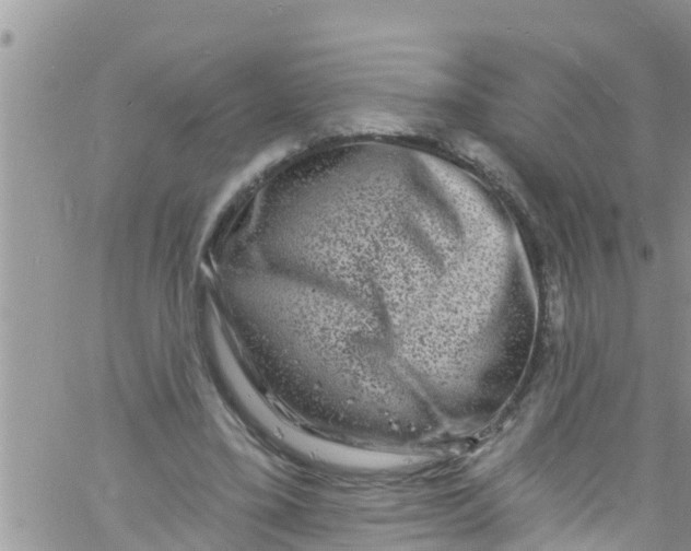 X0000061150395200512092004