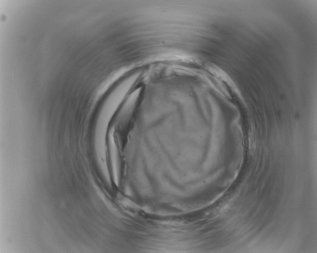 X0000061150436200512092003