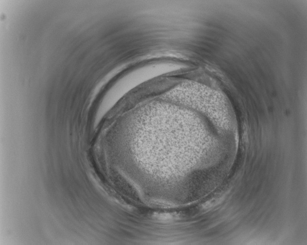 X0000061150440200512092003