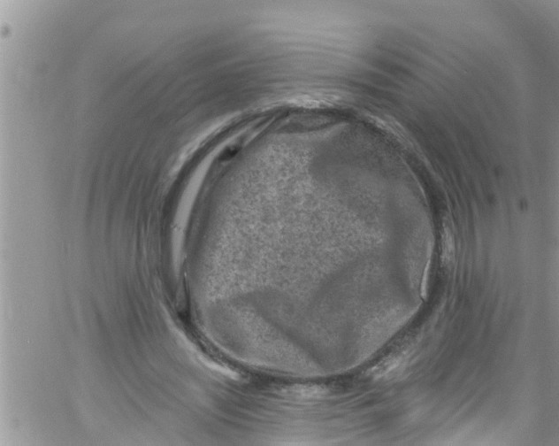 X0000061150444200512092003