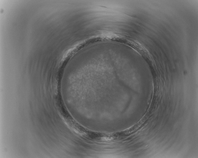 X0000061150496200512092003