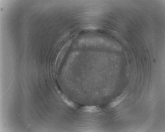 X0000061150528200512092002