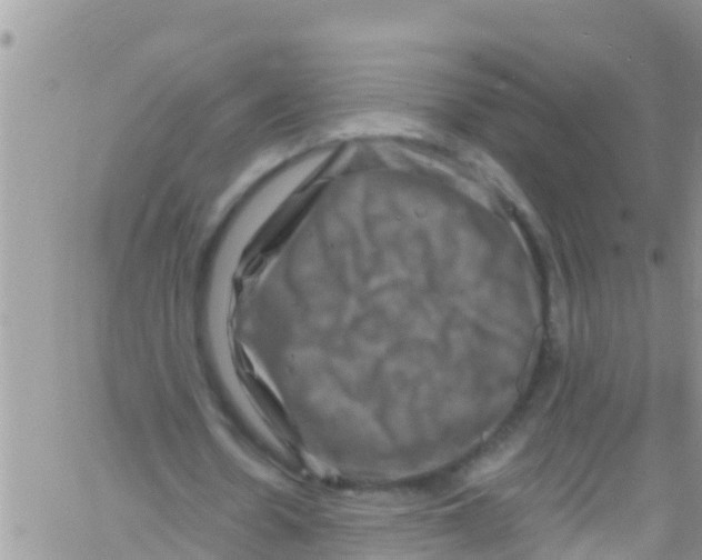 X0000061150530200512092001