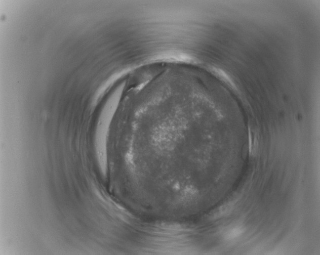 X0000061150531200512092001