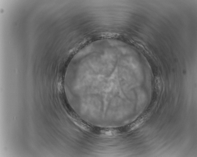 X0000061150564200512092002