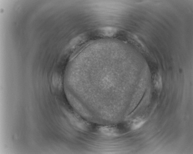 X0000061150568200512092002