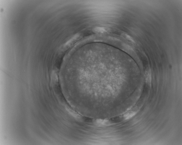 X0000061150570200512092002