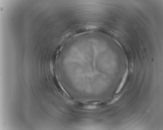 X0000061150575200512092002