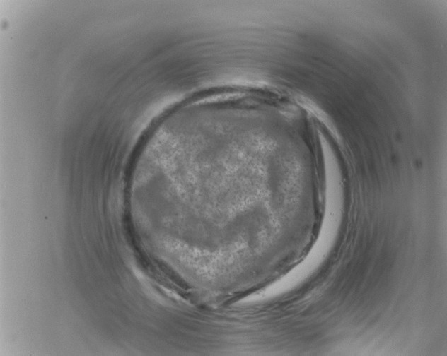 X0000061150580200512092001