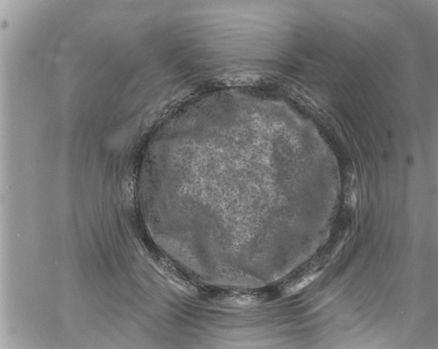 X0000061150604200512092001