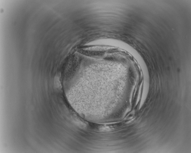 X0000061150616200512092001