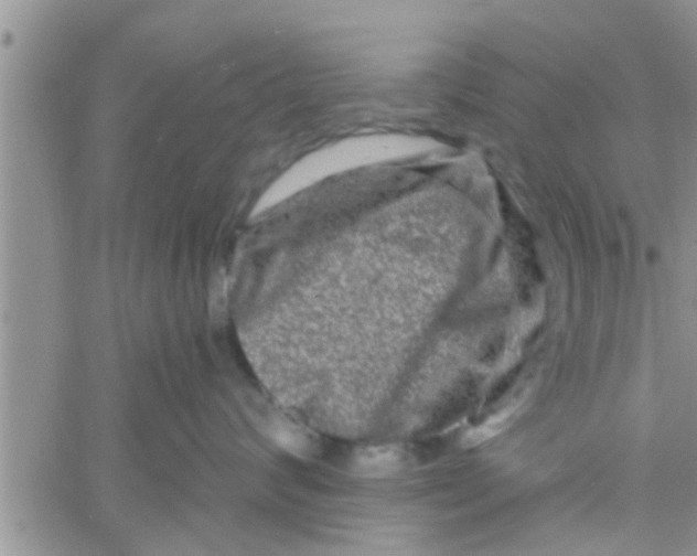 X0000061150624200512092001