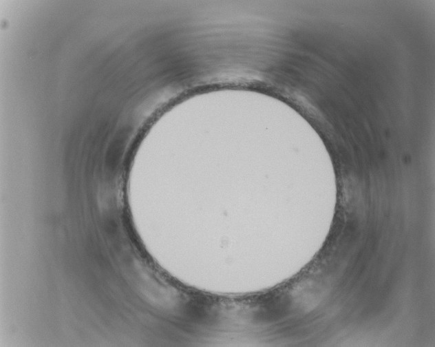 X0000061150632200512092000