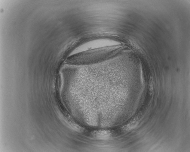 X0000061150639200512092000