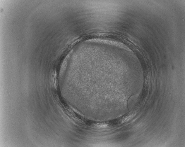 X0000061150651200512092000