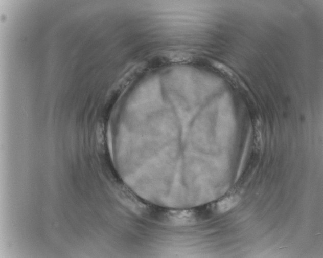 X0000061150667200512092001