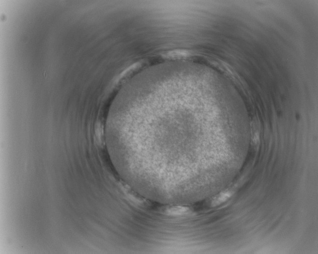 X0000061150669200512092001