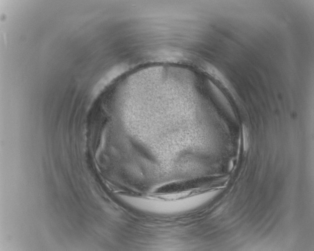 X0000061150675200512092000