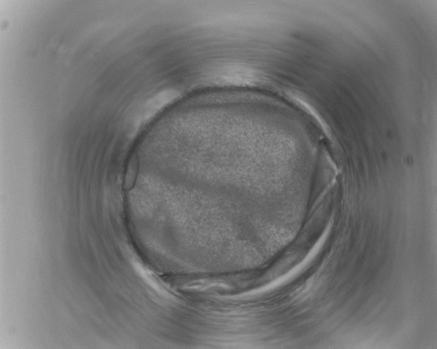 X0000061150677200512092000