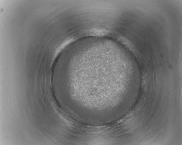 X0000061150679200512092000