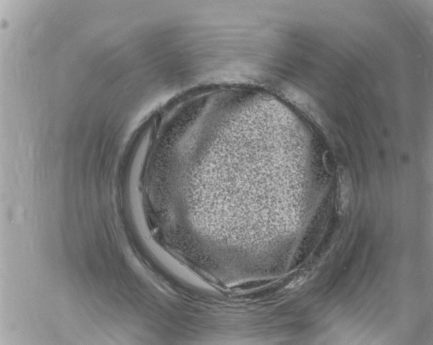 X0000061150680200512092000