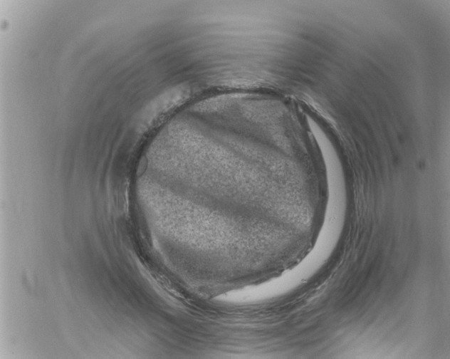 X0000061150685200512092000