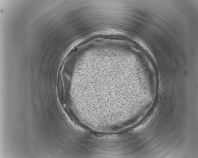 X0000061150845200512091957