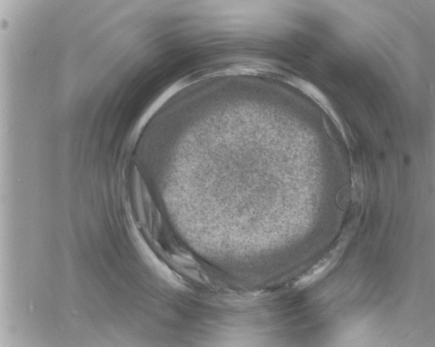 X0000061150859200512091957