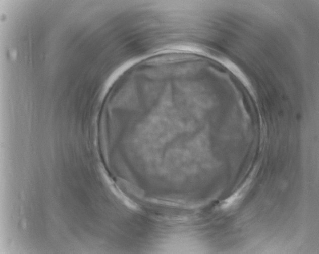 X0000061150862200512091957