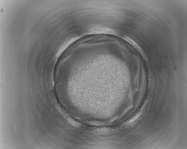 X0000061150885200512091956