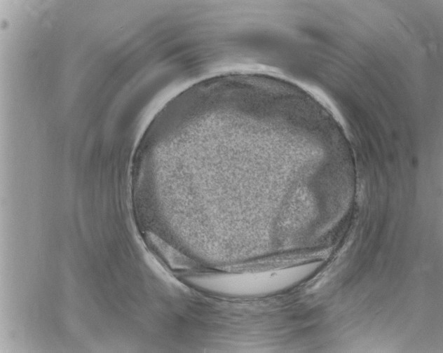 X0000061150903200512091956